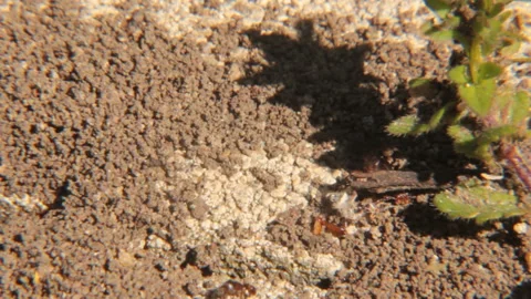 Ground ants Video stock 99623977