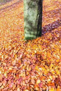 Ground around tree trunk covered with autumn leaves Stock Photos