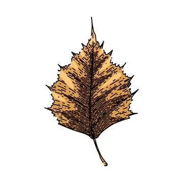 Ground autumn leaf sketch hand drawn vector Stock Illustration