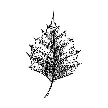 Ground autumn leaf sketch hand drawn vector Stock Illustration