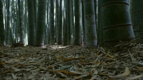 Ground of baboo forest Stock Footage 48704397
