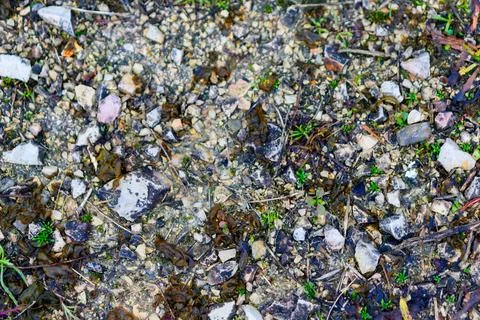 Ground background with stone rubble and scattered weeds 库存照片