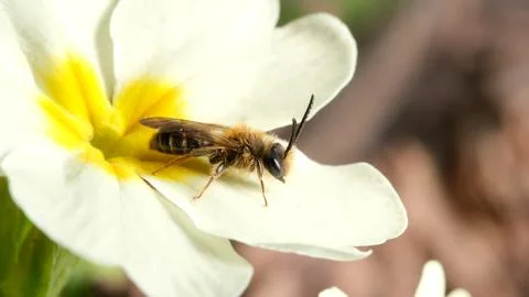 Ground bee buzzing on vibrant common primrose flower petals Stock Photos