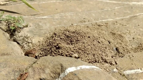 Ground Bee Stock Footage 113695590