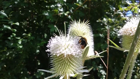 Ground bee on the woolly thistle. Video stock 113745254