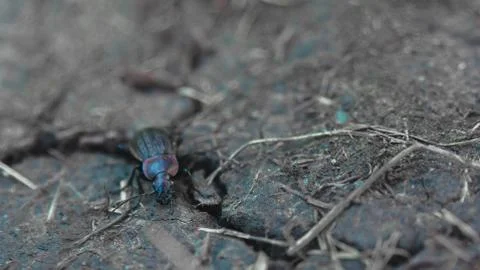 Ground beetle 0002 Foto stock