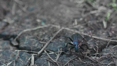 Ground beetle 0003 Foto stock