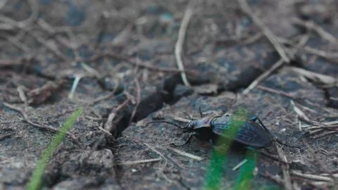 Ground beetle 0004 Foto stock