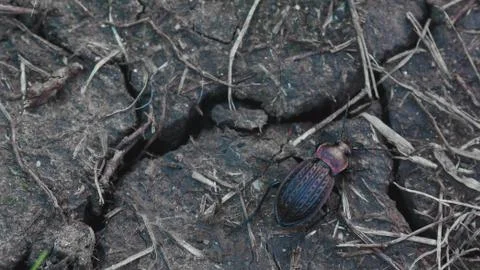 Ground beetle 0005 Foto stock