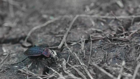 Ground beetle 0006 Foto stock