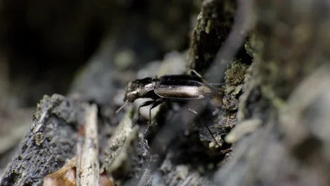 Ground beetle, Bembidion striatum macro video 4K Stock Footage 156543725