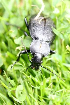 Ground beetle   (Carabidae) Stock Photos