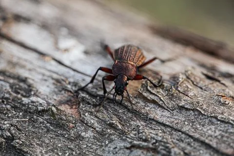 Ground beetle Carabus cancellatus isolated on white background. Top view Stock Photos