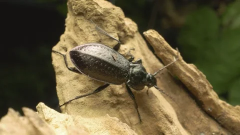 Ground beetle (Carabus granulatus), high detail macro view 스톡 동영상 332332907
