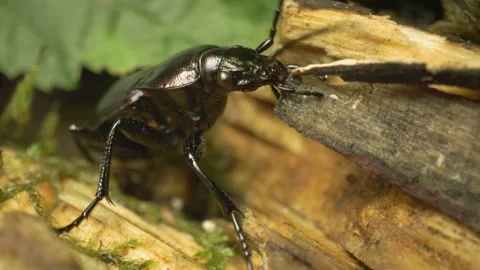 Ground beetle (Carabus granulatus), high detail macro view of insect in nature Stockbeeldmateriaal 332332955