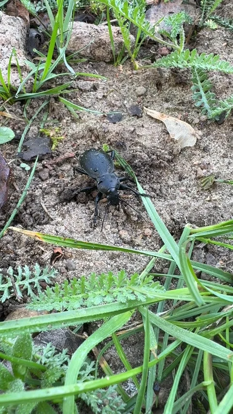 Ground beetle (Carabus) on moist soil in natural habitat Stock Footage 306642213