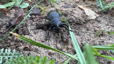 Ground beetle (Carabus) on moist soil in natural habitat Stock Footage 306642214