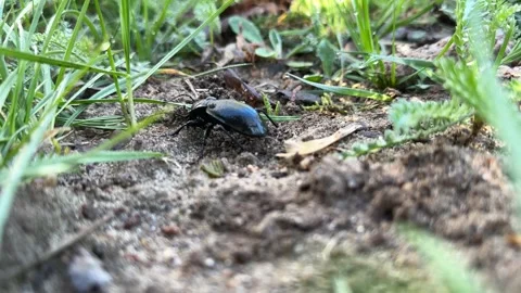 Ground beetle (Carabus) on moist soil in natural habitat Stock Footage 306642219
