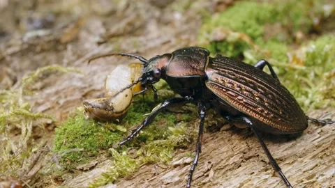 Ground beetle Carabus ullrichii foraging on a slug, predatory copper bug eating Stock Footage 155810031