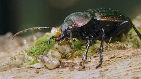 Ground beetle Carabus ullrichii foraging on a slug, predatory copper bug eating Stock Footage 155810598
