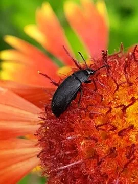 Ground beetle close-up on a red flower Stock Photos