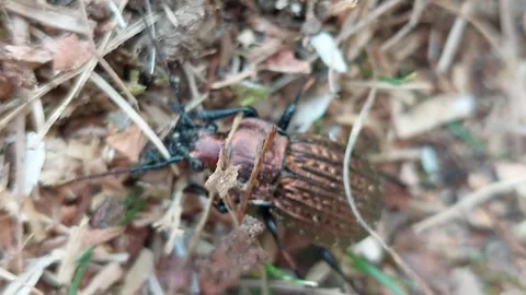 Ground beetle crawling through dry grass and moss in the forest Stock Footage 333641652