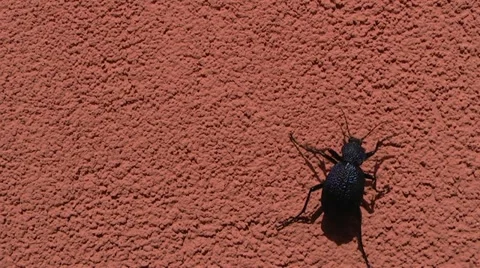 Ground beetle crawling on the wall Stock Footage 11266754