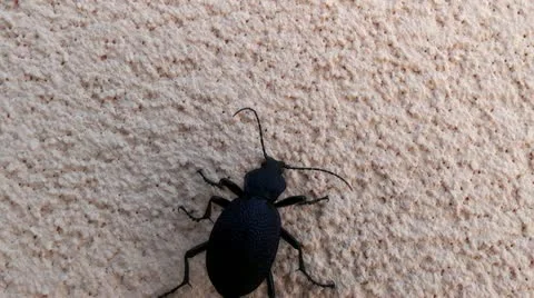 Ground beetle crawling on the wall Stock Footage 11266769