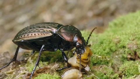 Ground Beetle Eating Snail with Forest. Stock Footage 307263550