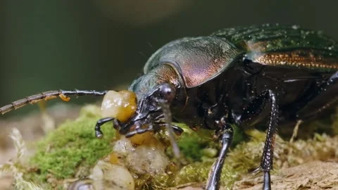 Ground beetle eating snail with macro. Stock Footage 307264862