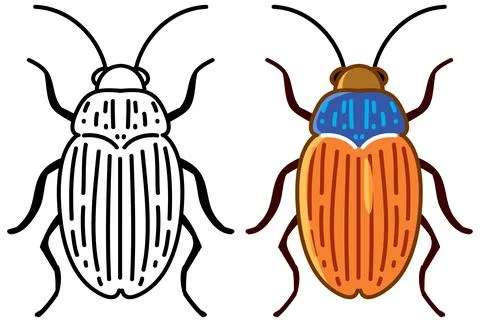 Ground Beetle Insect Line Art and Color Vector Illustration Stock Illustration