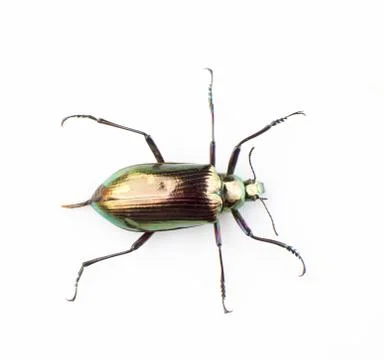 Ground beetle Stock Photos