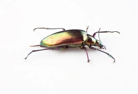 Ground beetle Foto stock
