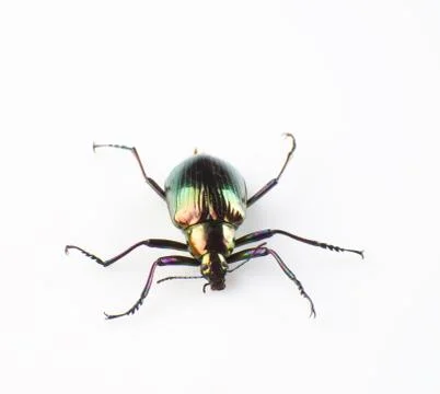 Ground beetle Foto stock