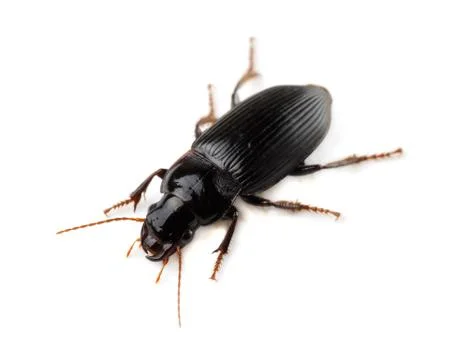 Ground beetle Stock Photos