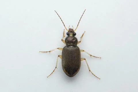 Ground beetle, Satara, Maharashtra, India Stock Photos