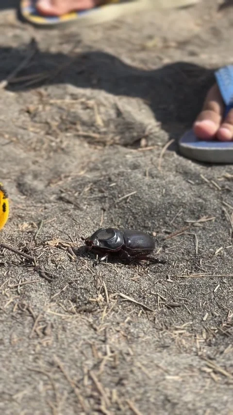 Ground Beetle Walking on Sand Stock Footage 283441409