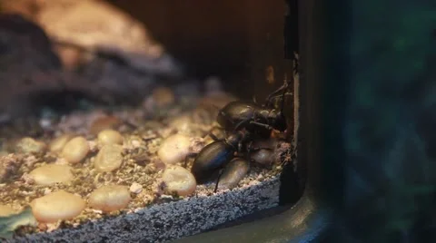 Ground beetles Stock-Footage 52140083