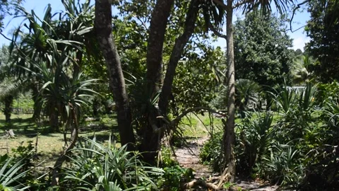 From the ground to the branches 2 Stock Footage 168527333