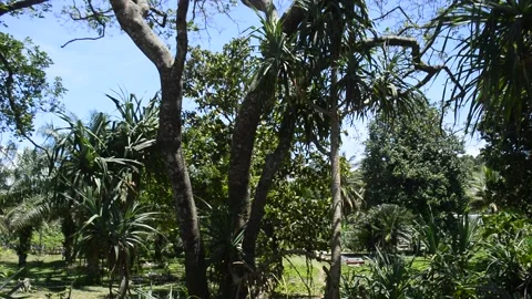 From the ground to the branches Stock Footage 168527297