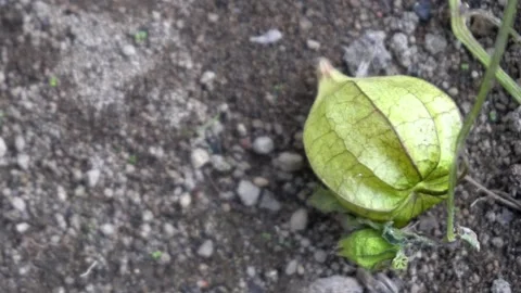 Ground cherries Stock Footage 329943907