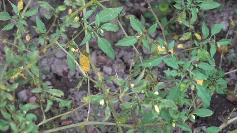 Ground cherries Stock Footage 329944296