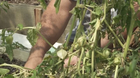 GROUND CHERRIES TOMATOES Video stock 102742736