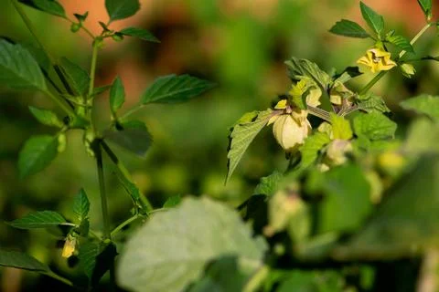 Ground Cherry Fruit Foto stock
