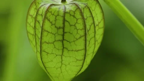 A Ground Cherry fruit that is quite old and still wrapped in fruit petals Stock Footage 219731416