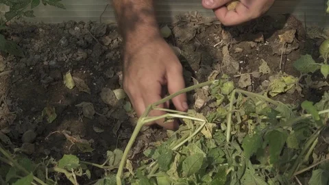 GROUND CHERRY HARVEST 스톡 동영상 102742817