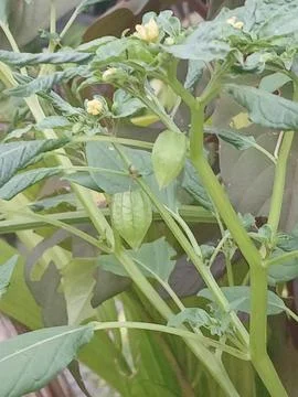 Ground cherry or ground cherry plant or genus Physalis Foto stock