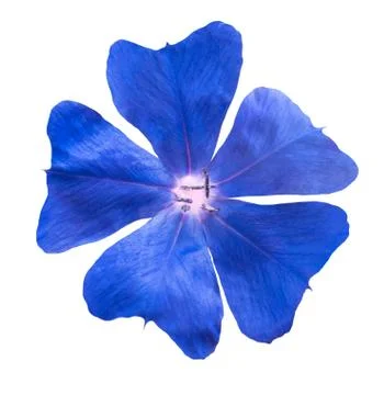 Ground cover  periwinkle Stock Photos