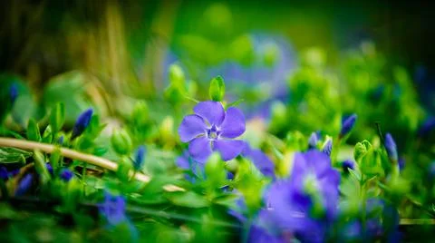 Ground cover Stock Photos