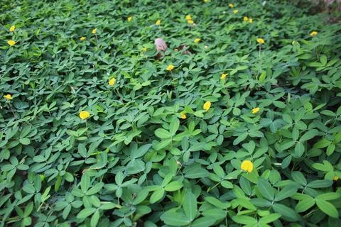 Ground cover with the plant species Arachis repens Stock Photos